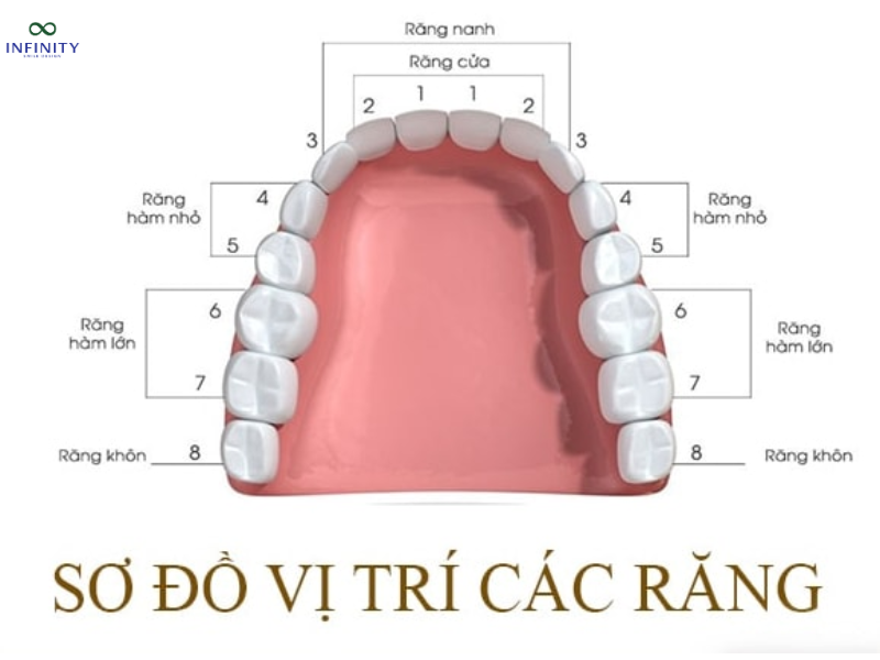 Vai trò và hậu quả khi bị mất răng số 3